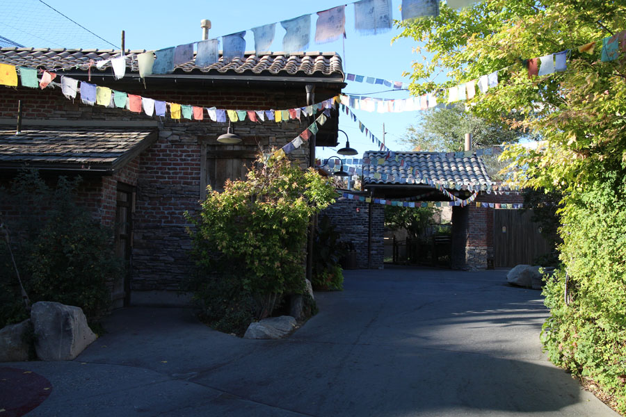 Asian Highlands (cats)