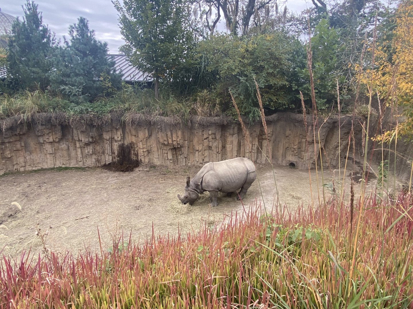 Asian Highlands - Indian Rhinoceros Exhibit