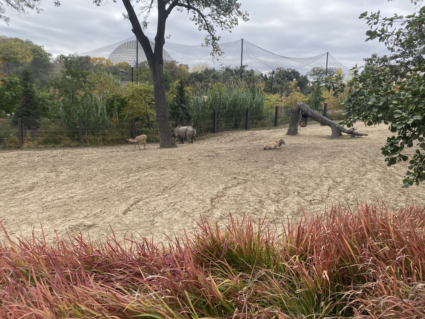 Asian Highlands - Indian Rhinoceros/Père David’s Deer Exhibit