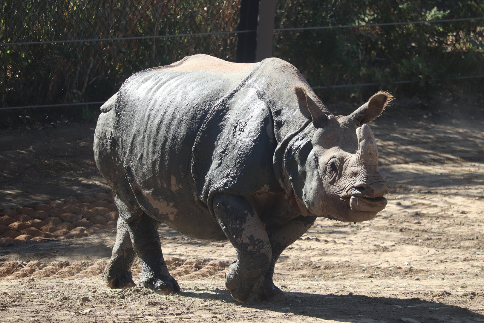 Asian Highlands - Indian Rhinoceros