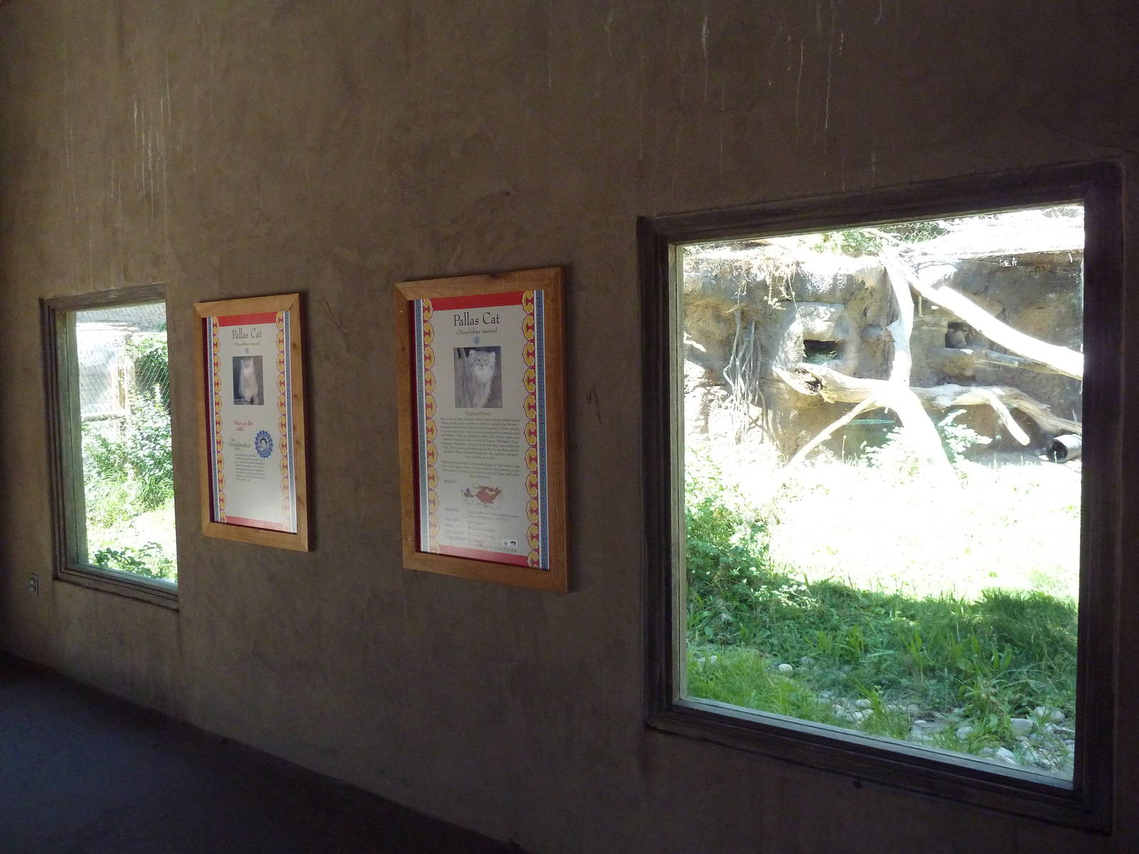 Asian Highlands - Pallas' Cat Exhibit
