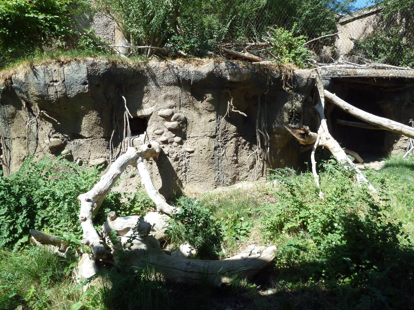Asian Highlands - Pallas' Cat Exhibit