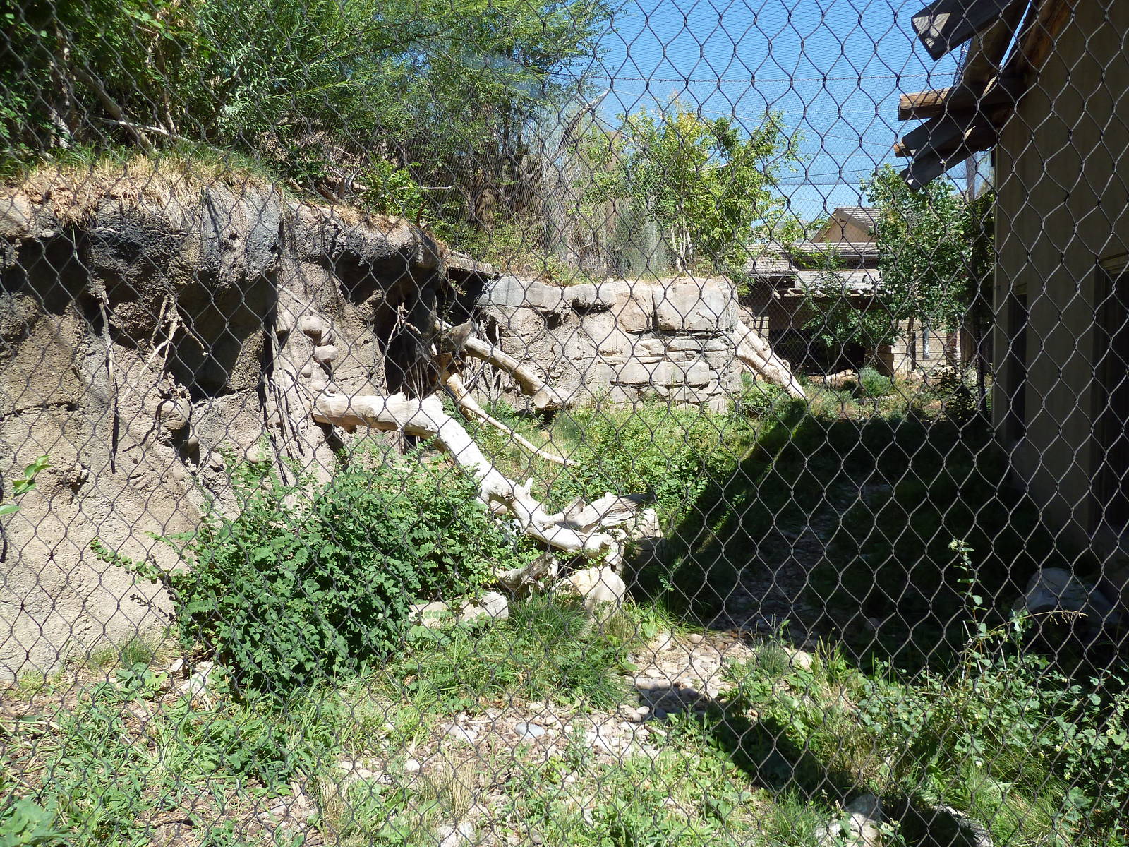 Asian Highlands - Pallas' Cat Exhibit