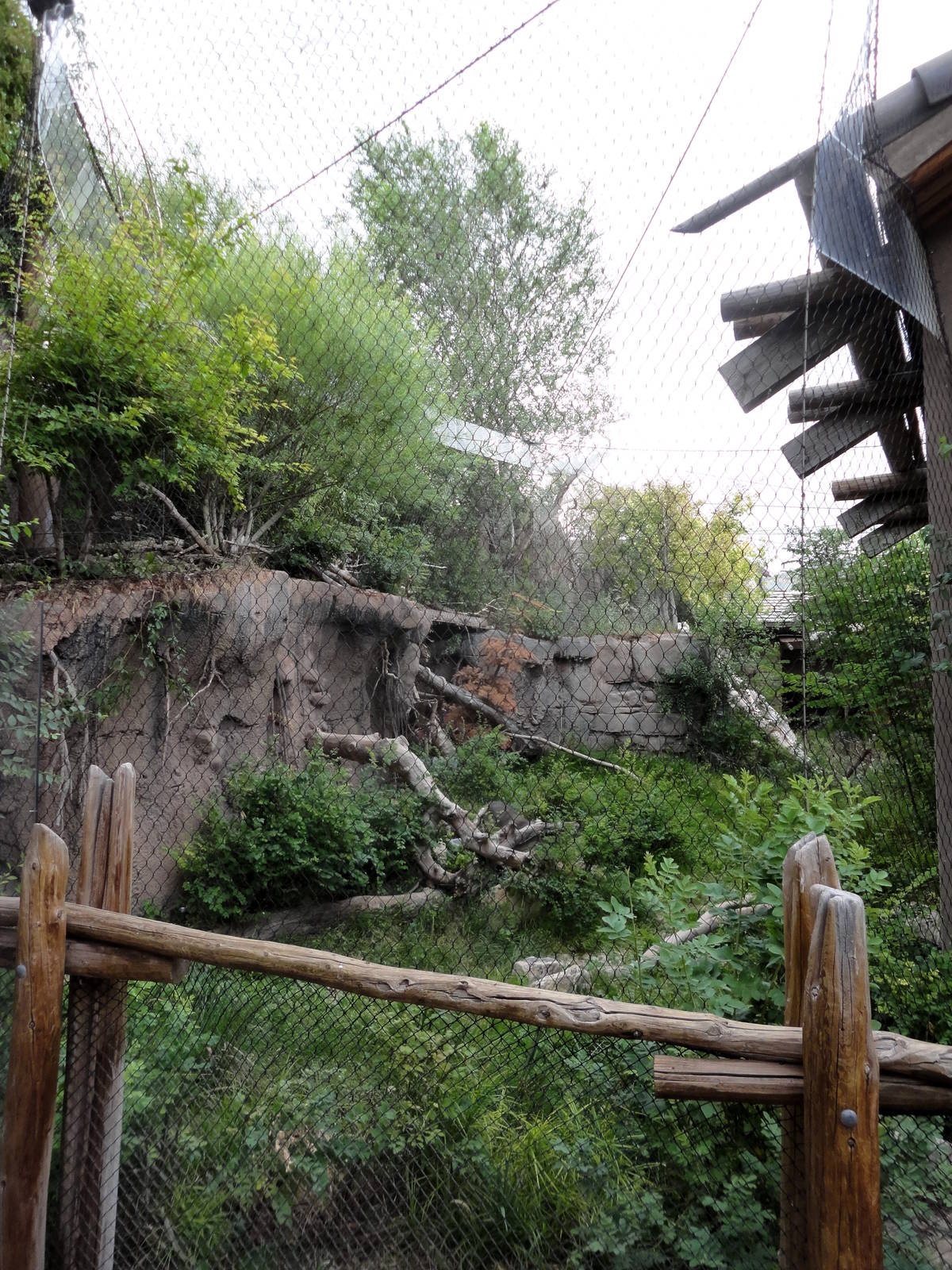 Asian Highlands - Pallas Cat Exhibit