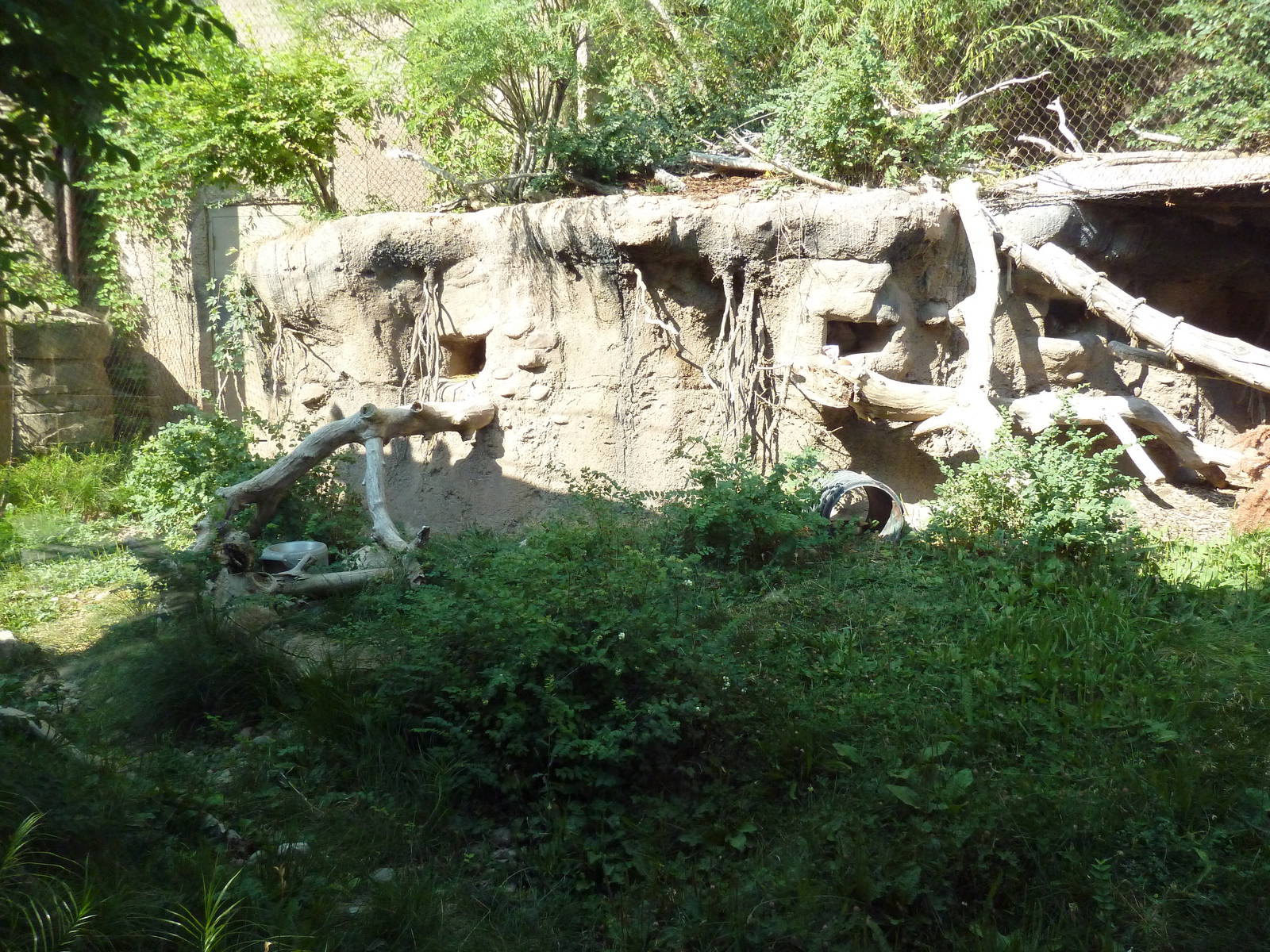 Asian Highlands - Pallas Cat Exhibit