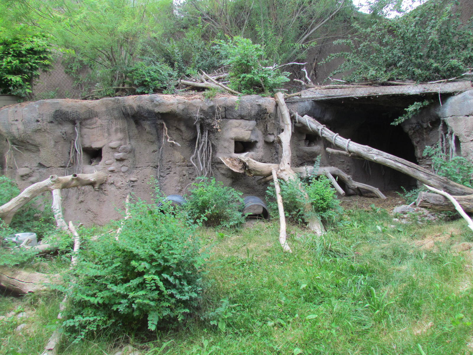 Asian Highlands - Pallas Cat Exhibit