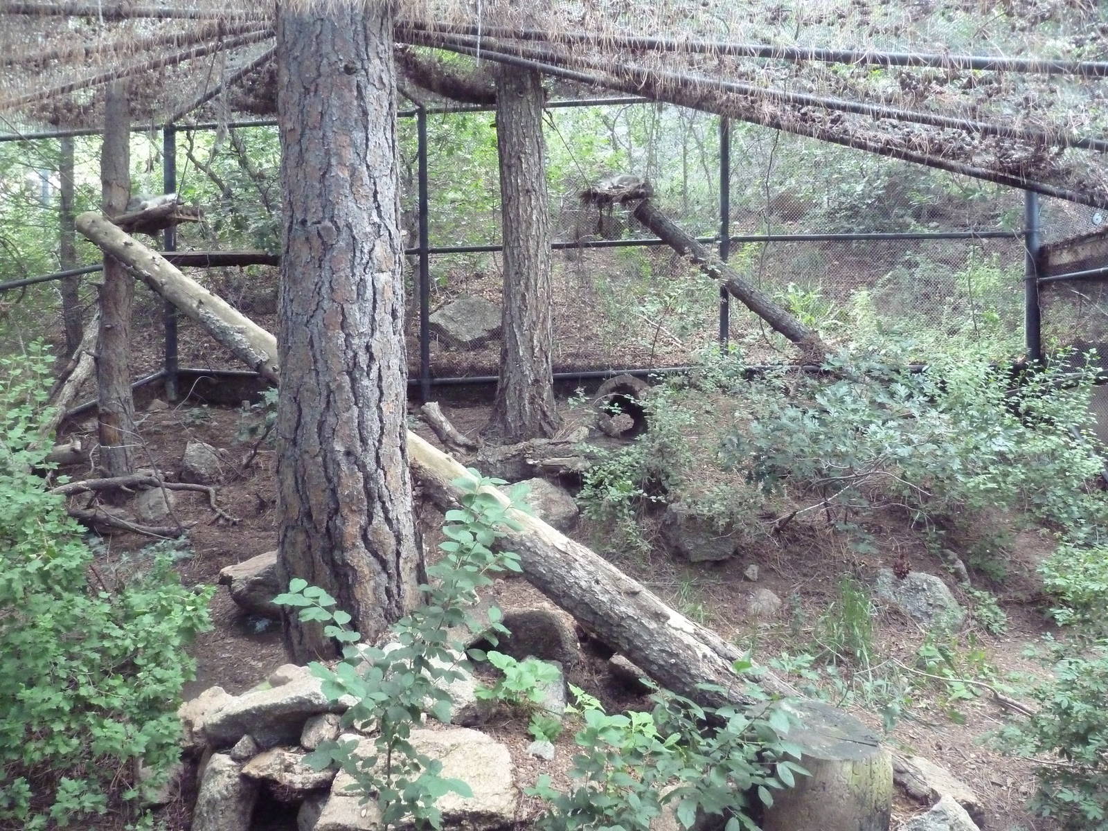 Asian Highlands - Pallas Cat Exhibit