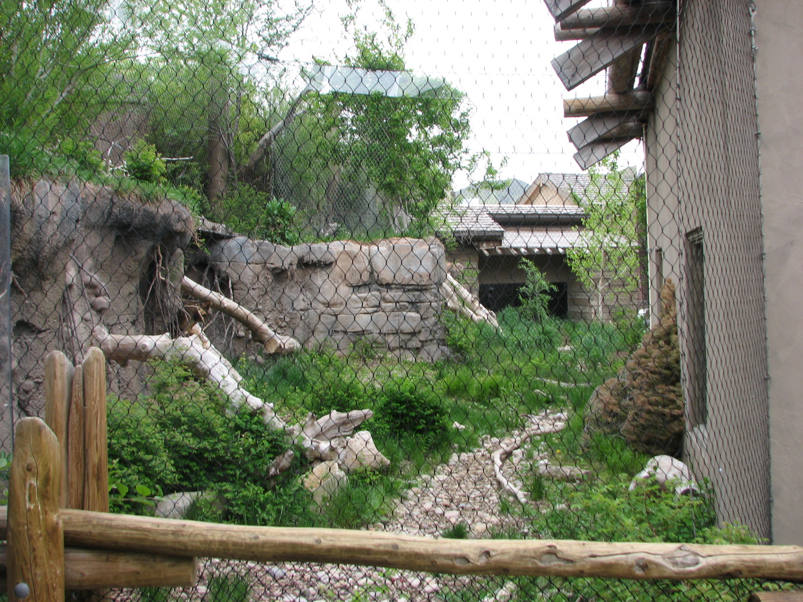 Asian Highlands - Pallas Cat with Siberian Lynx behind