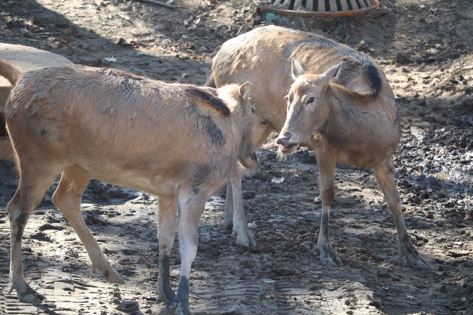 Asian Highlands - Pere David's Deer