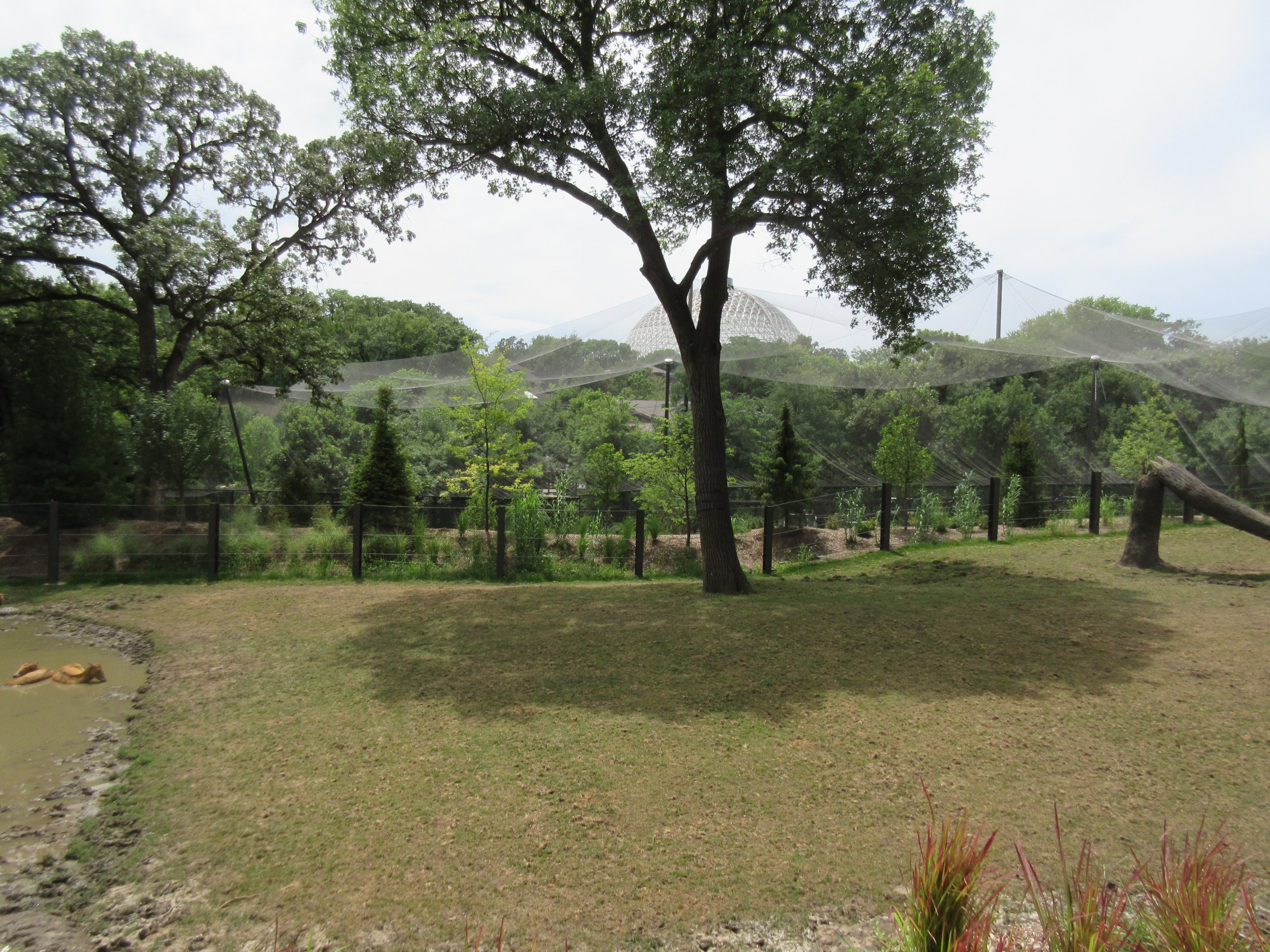 Asian Highlands: Phase One - Greater One-horned Rhino/Pere Davids Deer Exhibit