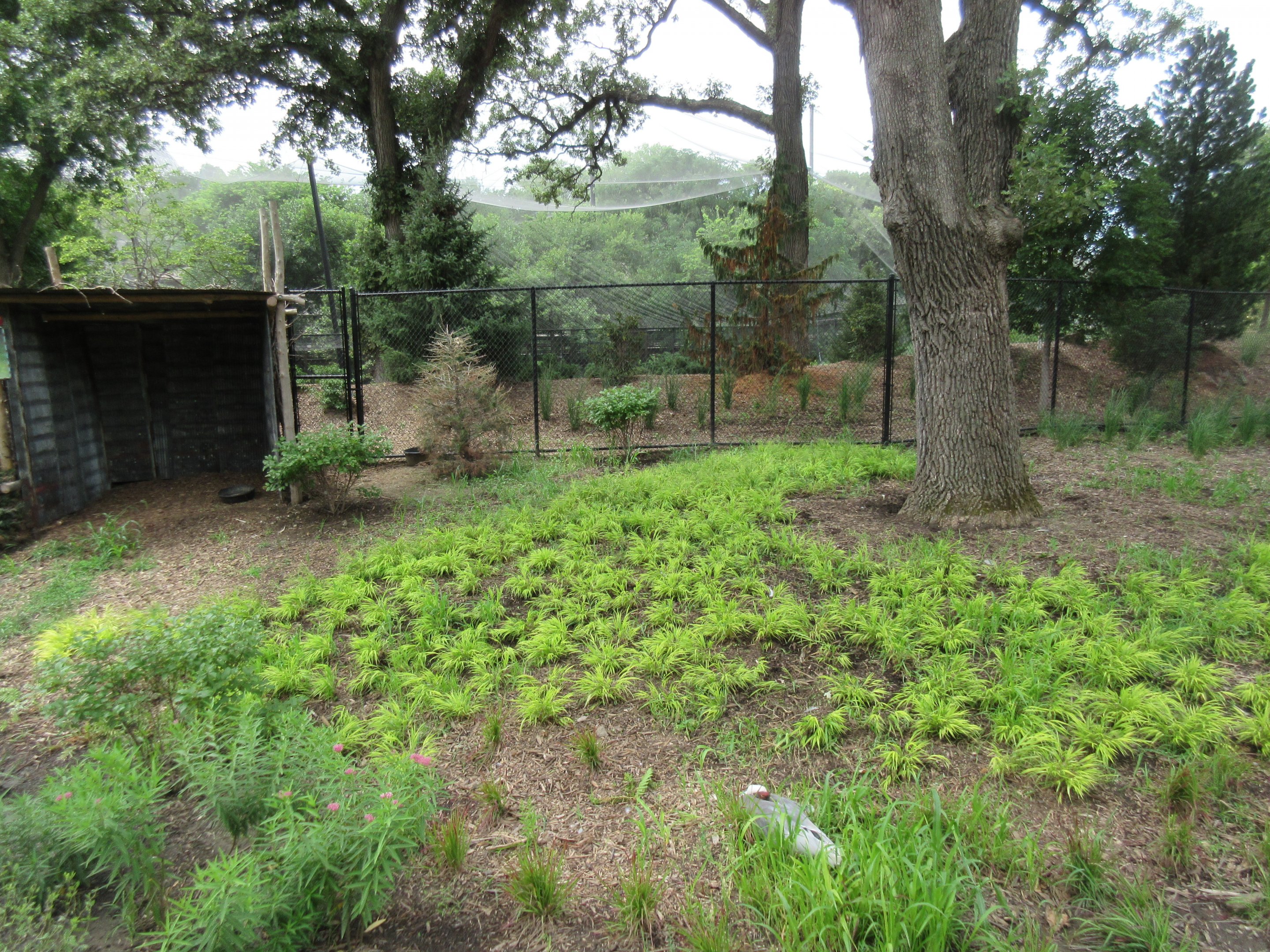 Asian Highlands: Phase One - White-naped Crane Exhibit