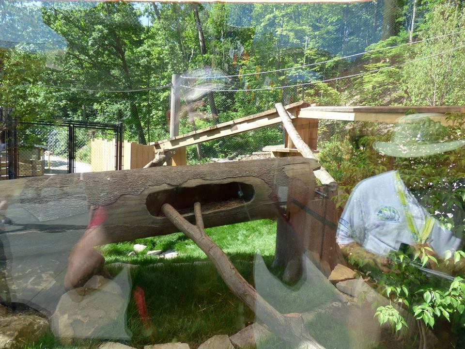 Asian Highlands - Red Panda Exhibit