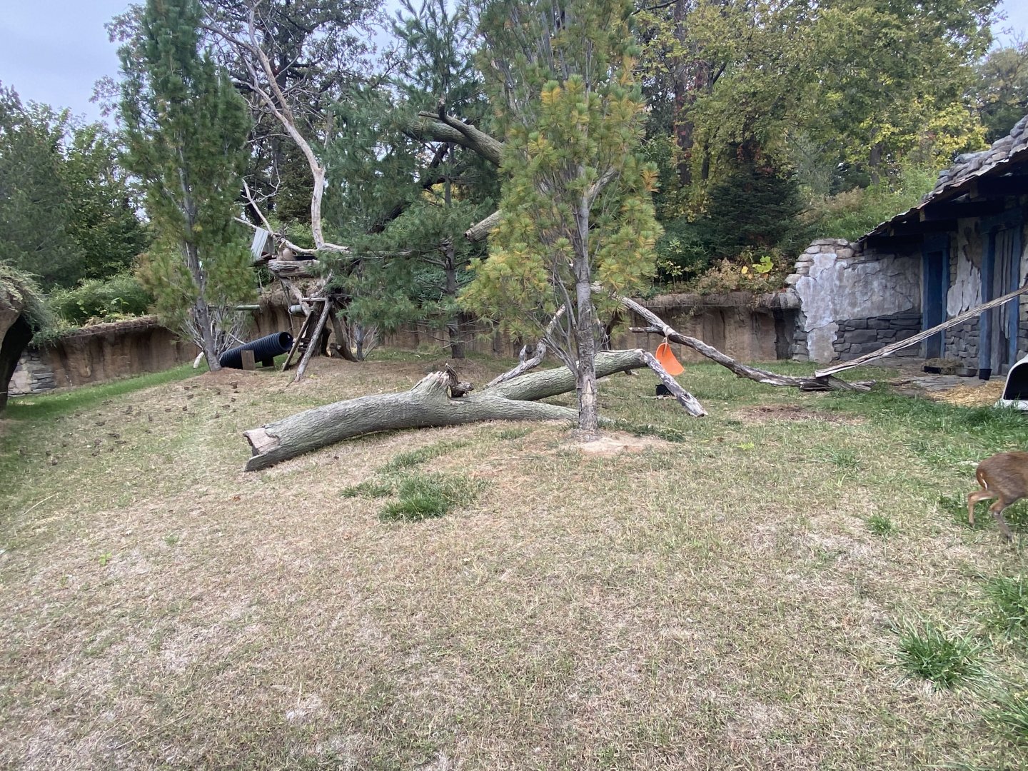 Asian Highlands - Red Panda/Reeve’s Muntjac Exhibit