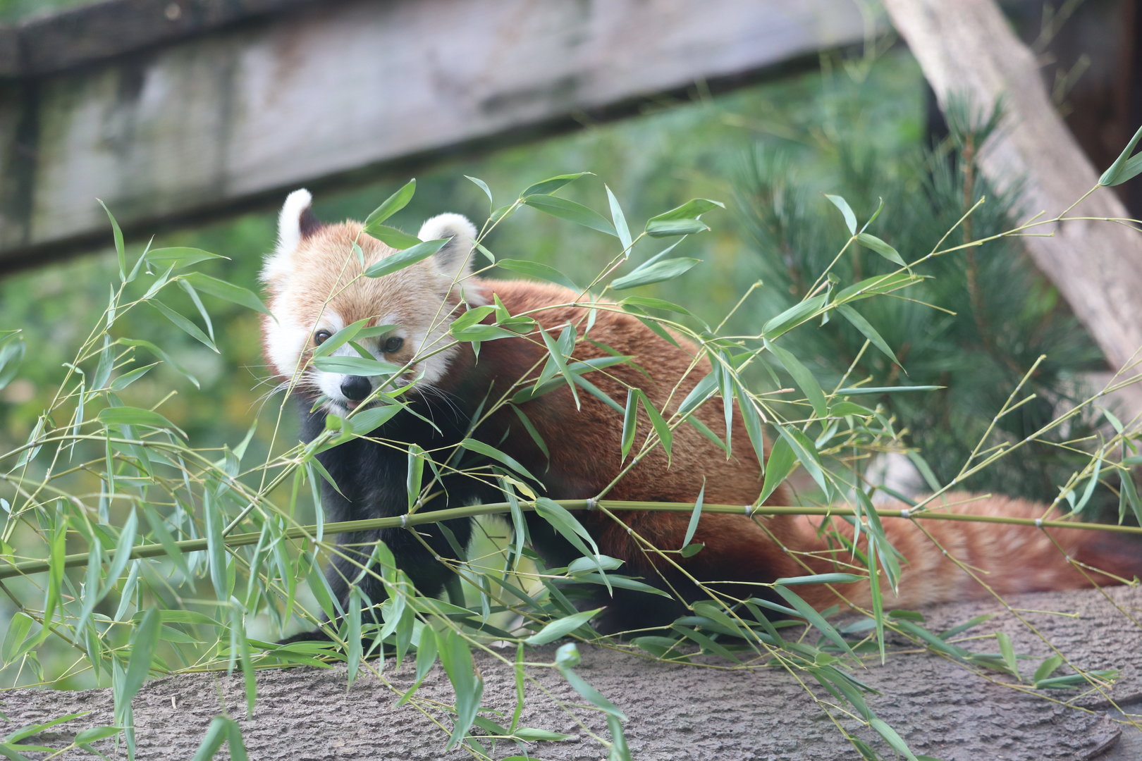 Asian Highlands - Red Panda