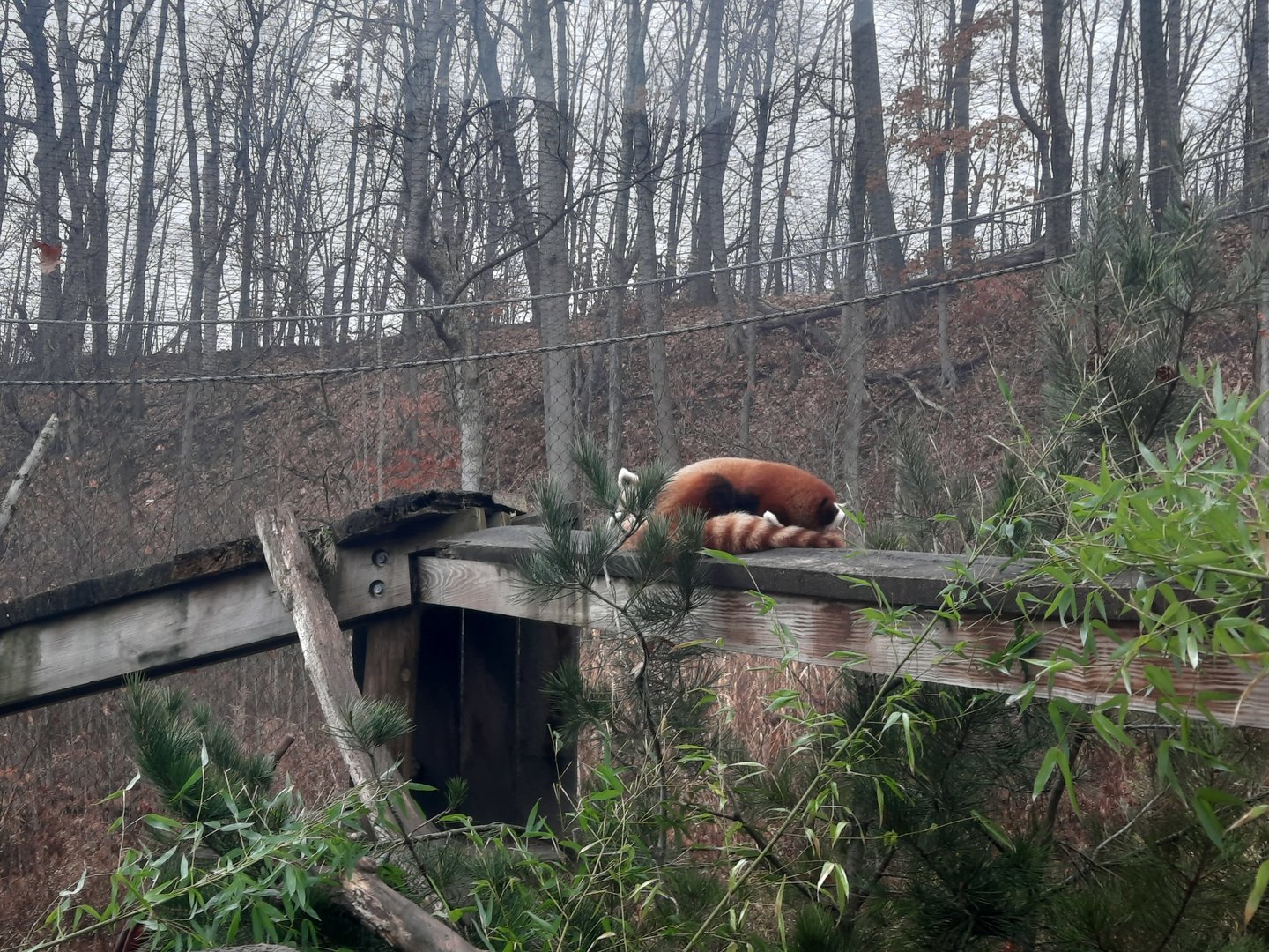 Asian Highlands- Red Pandas