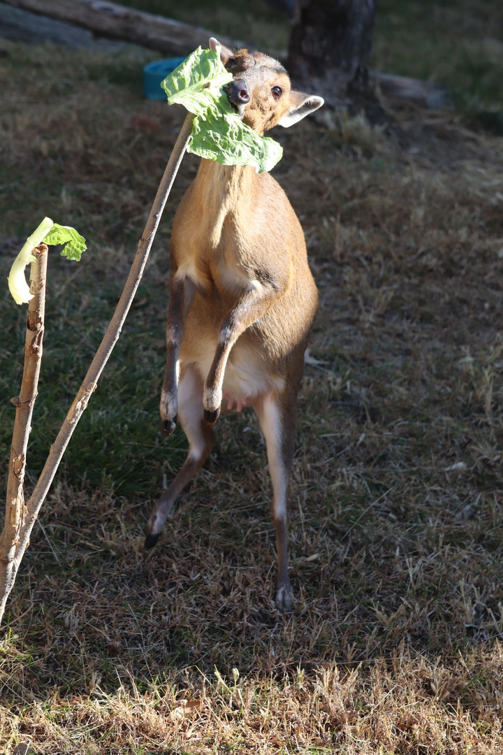 Asian Highlands - Reeve's Muntjac