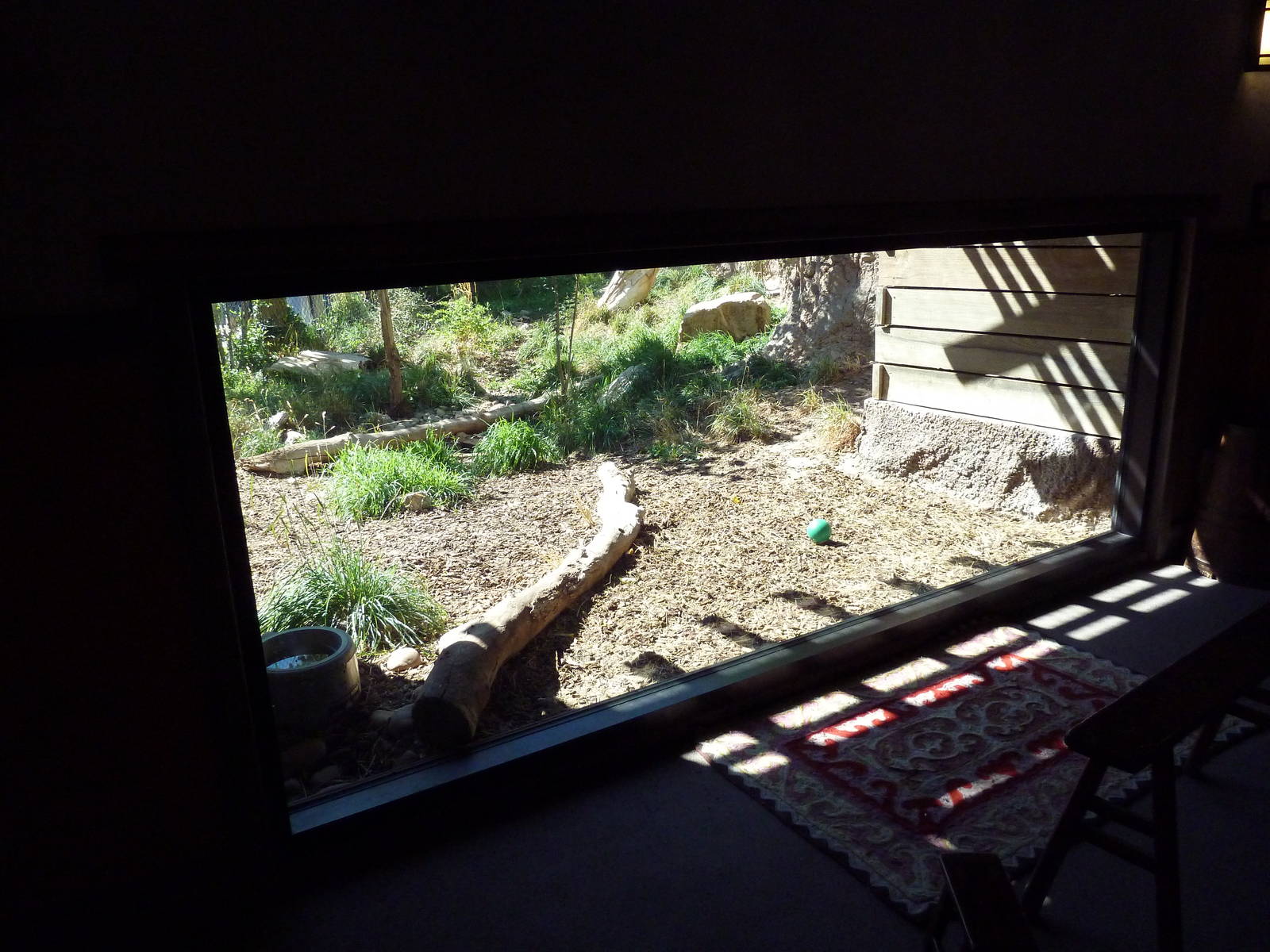 Asian Highlands - Siberian Lynx Exhibit