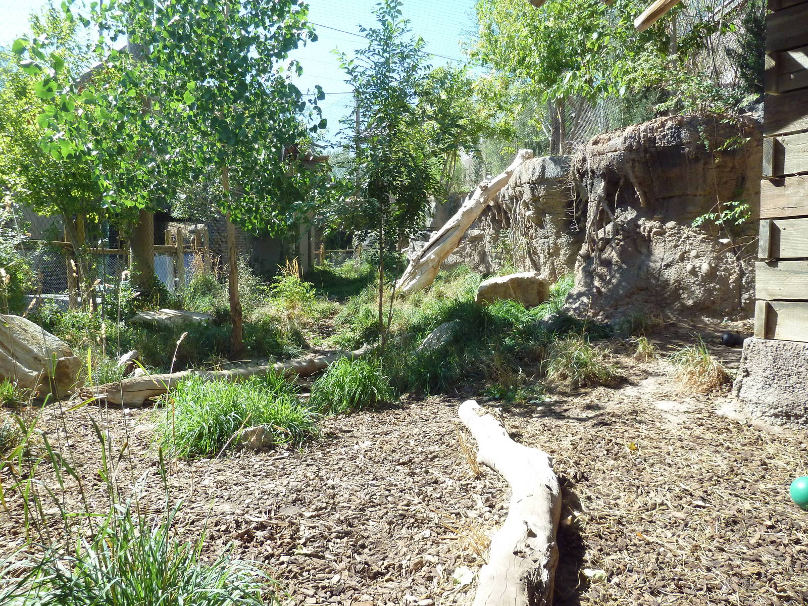 Asian Highlands - Siberian Lynx Exhibit