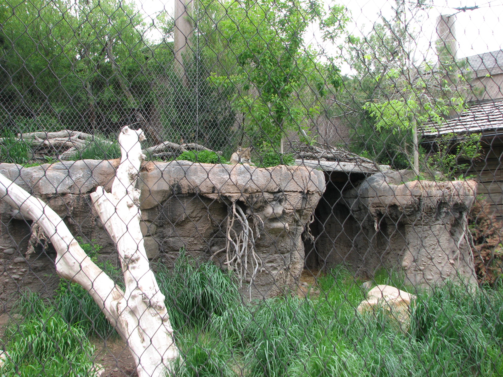 Asian Highlands - Siberian Lynx