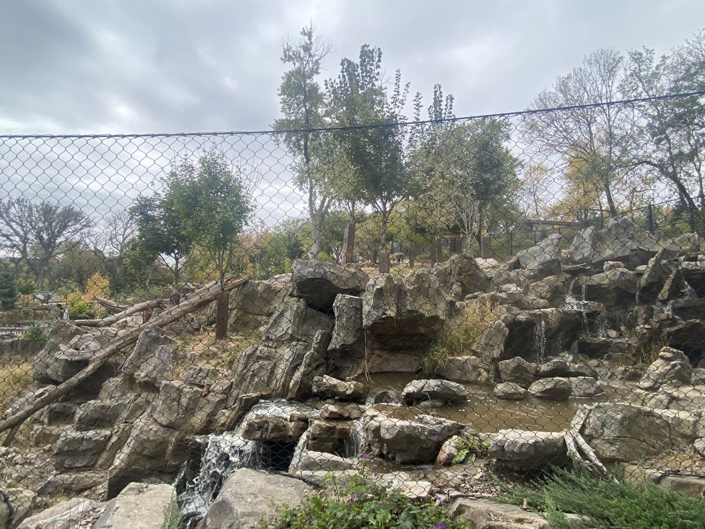 Asian Highlands - Sichuan Takin/Chinese Goral Exhibit
