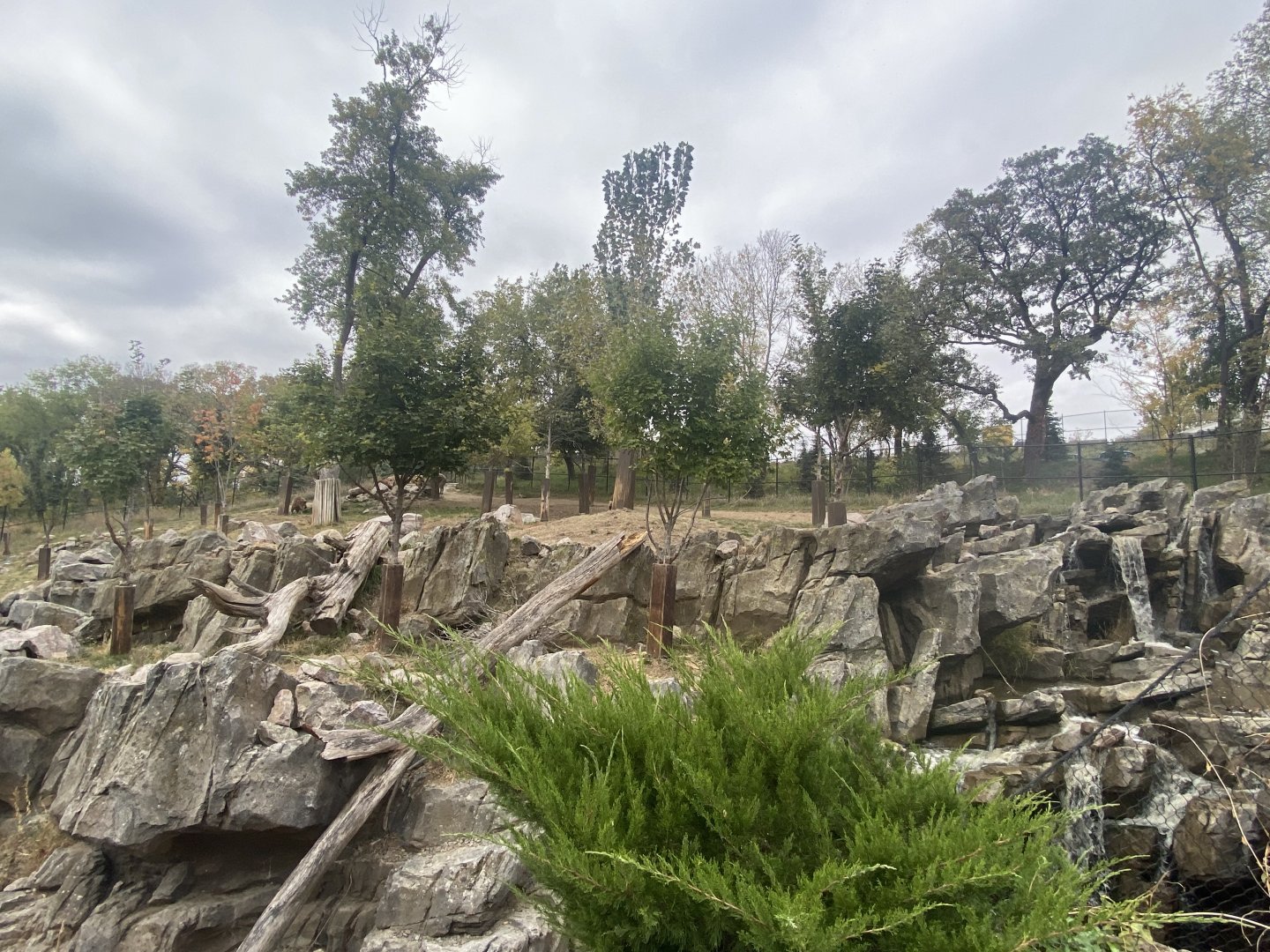 Asian Highlands - Sichuan Takin/Chinese Goral Exhibit