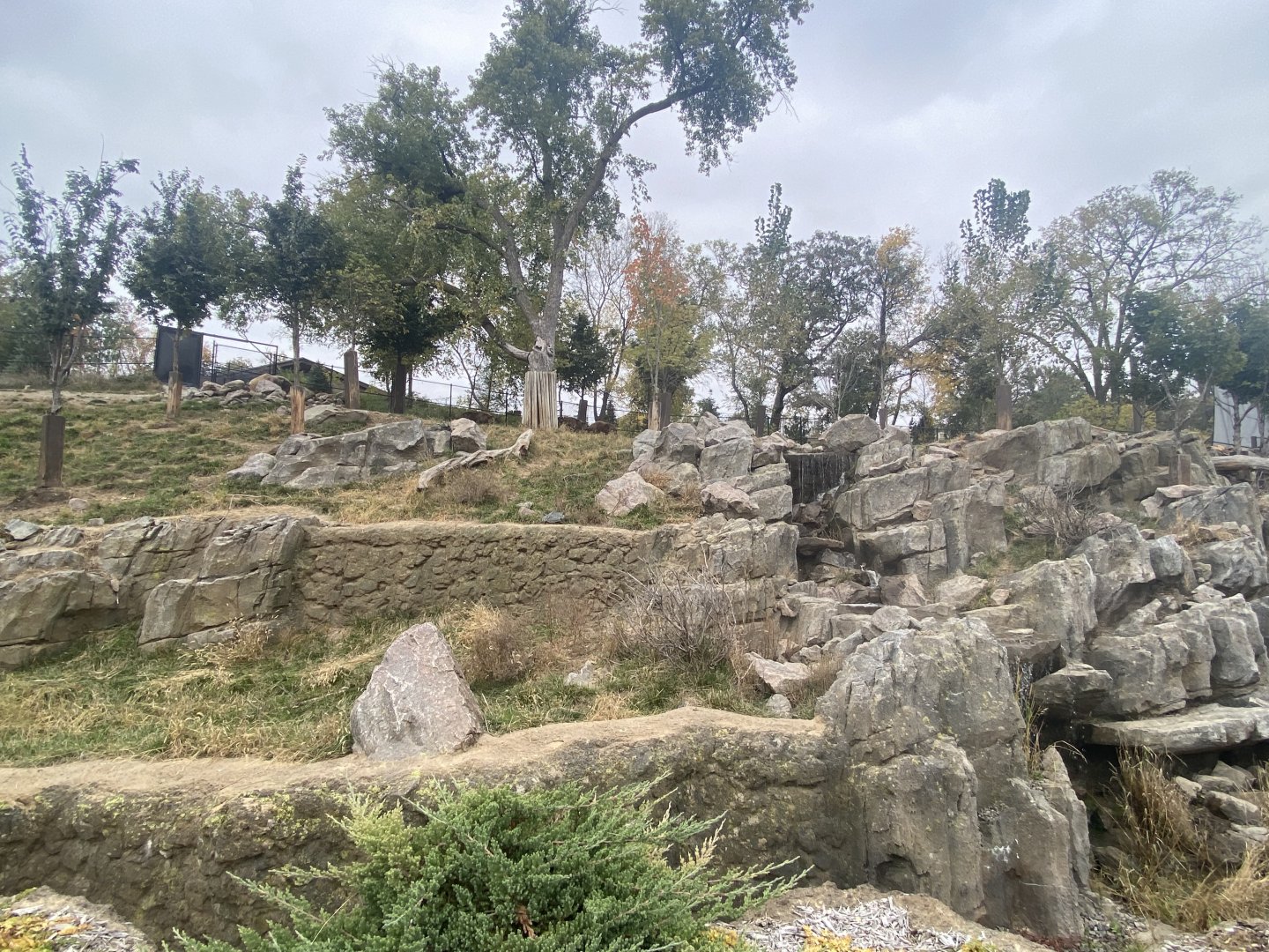 Asian Highlands - Sichuan Takin/Chinese Goral Exhibit