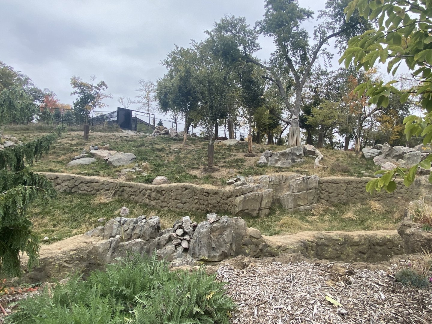 Asian Highlands - Sichuan Takin/Chinese Goral Exhibit