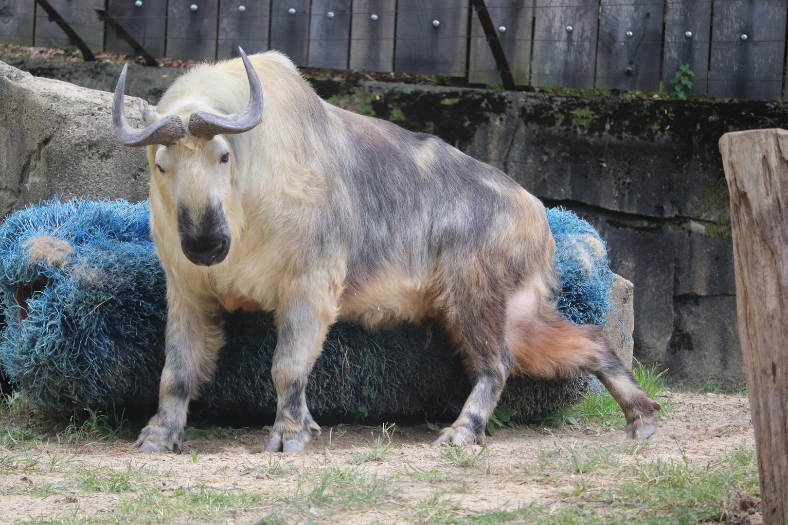 Asian Highlands - Sichuan Takin