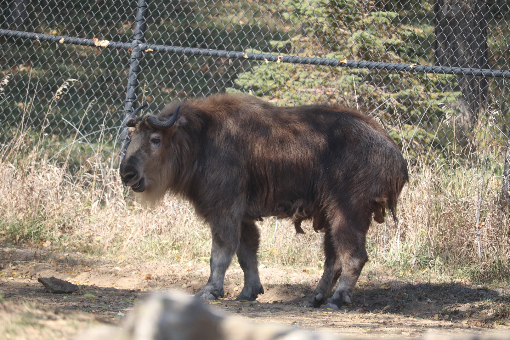 Asian Highlands - Sichuan Takin