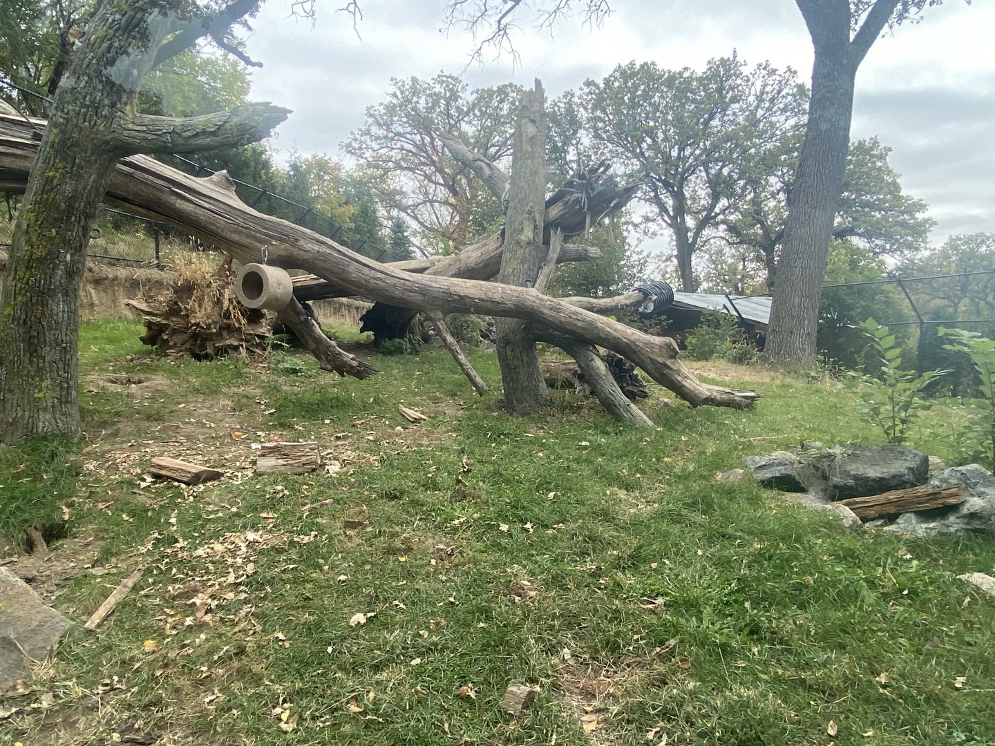 Asian Highlands - Sloth Bear Exhibit