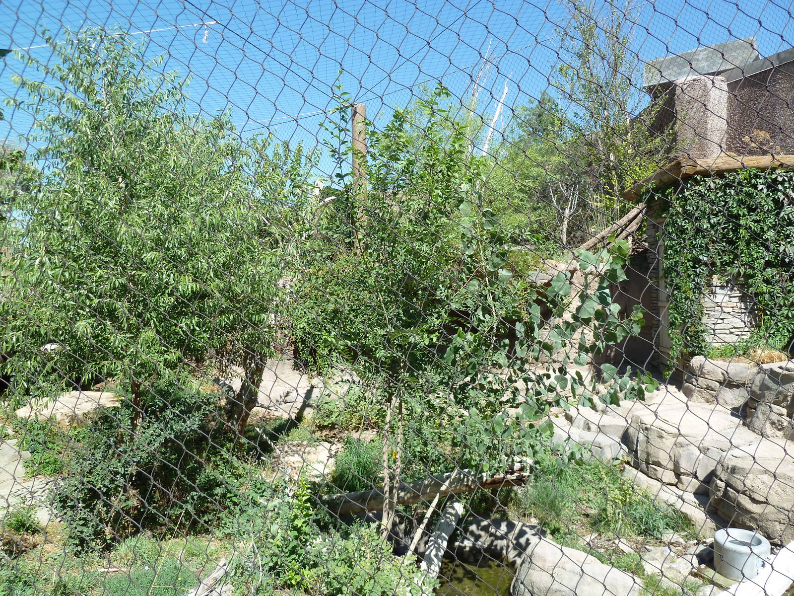 Asian Highlands - Snow Leopard Exhibit