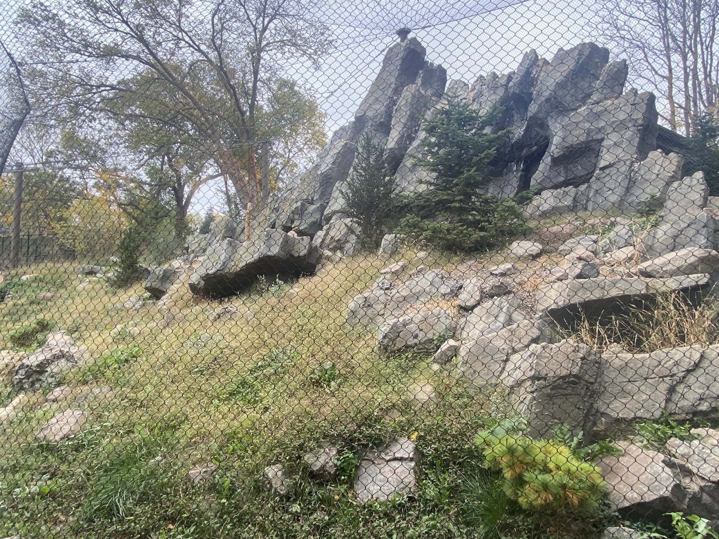 Asian Highlands - Snow Leopard Exhibit