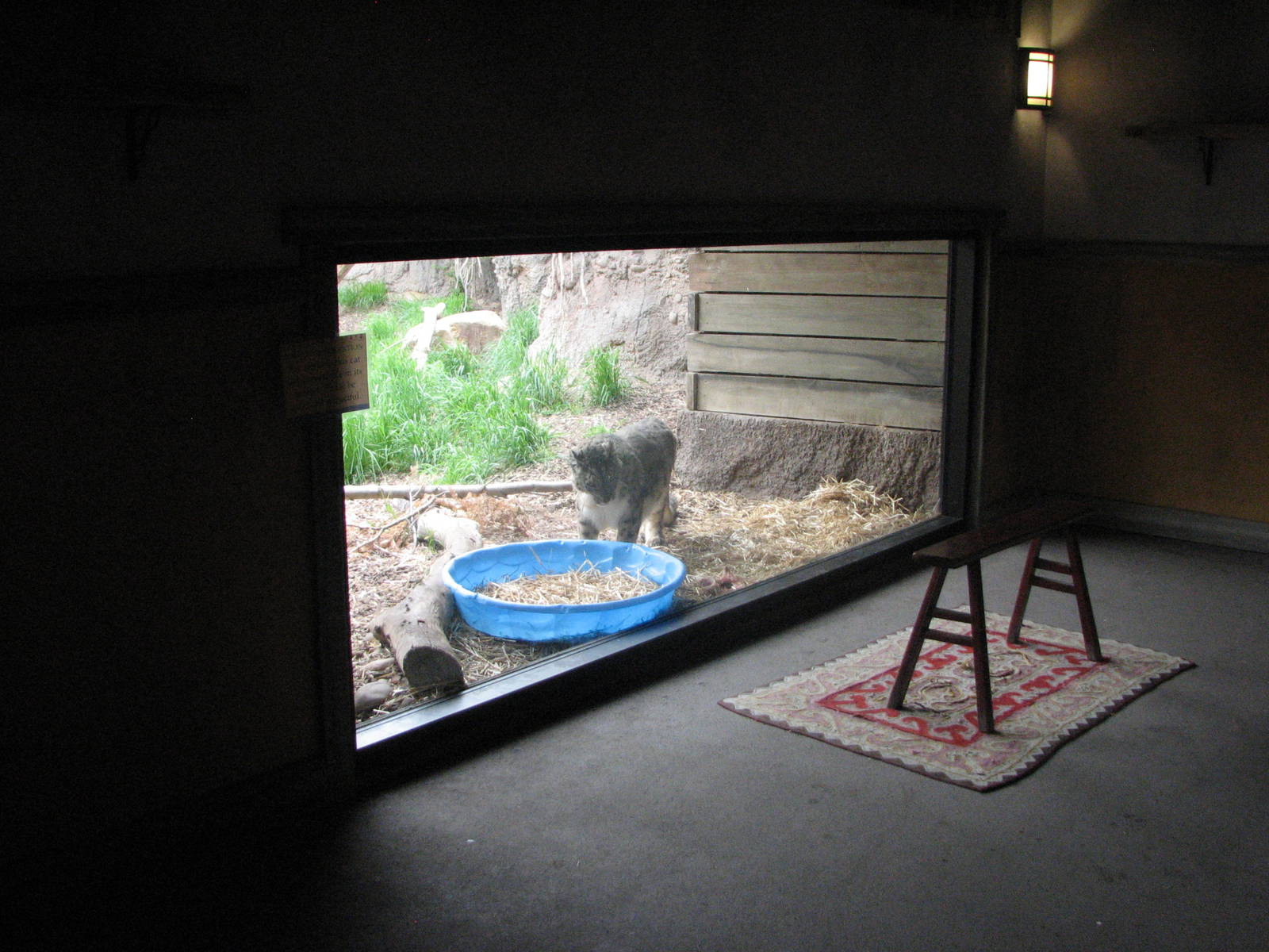 Asian Highlands - Snow Leopard