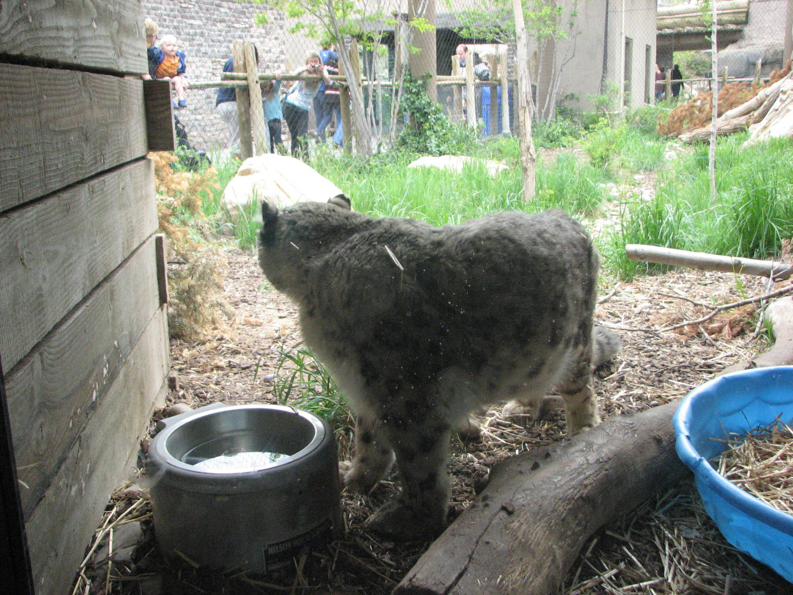 Asian Highlands - Snow Leopard
