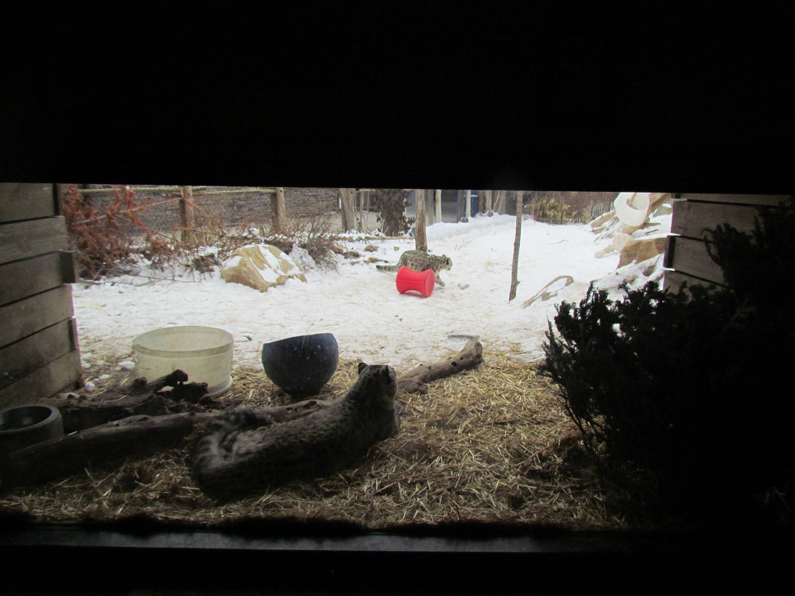 Asian Highlands - Snow Leopard