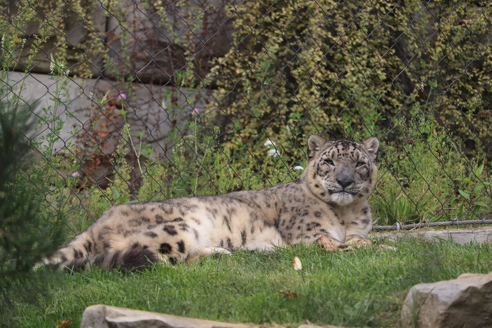 Asian Highlands - Snow Leopard
