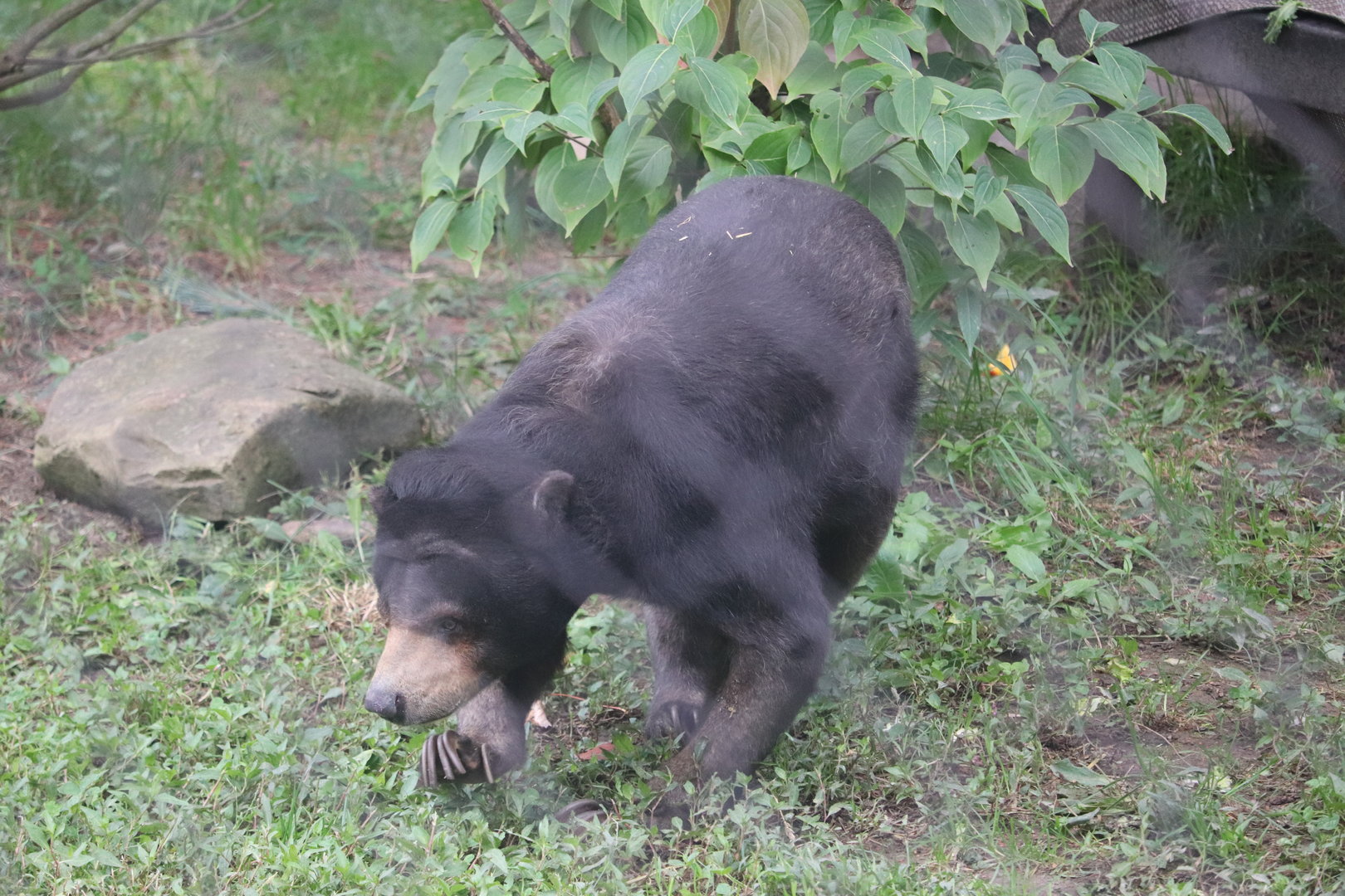 Asian Highlands - Sun Bear