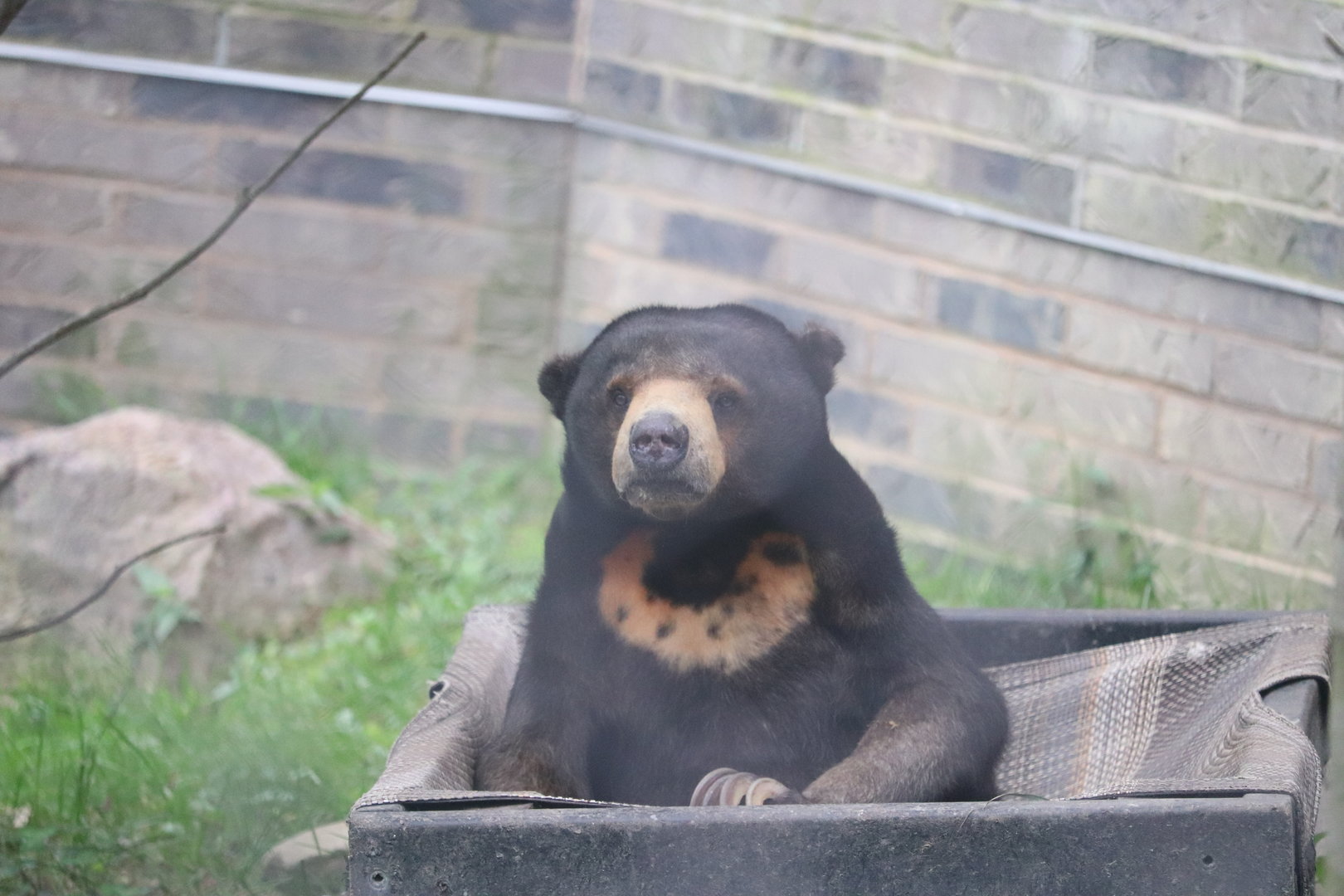 Asian Highlands - Sun Bear
