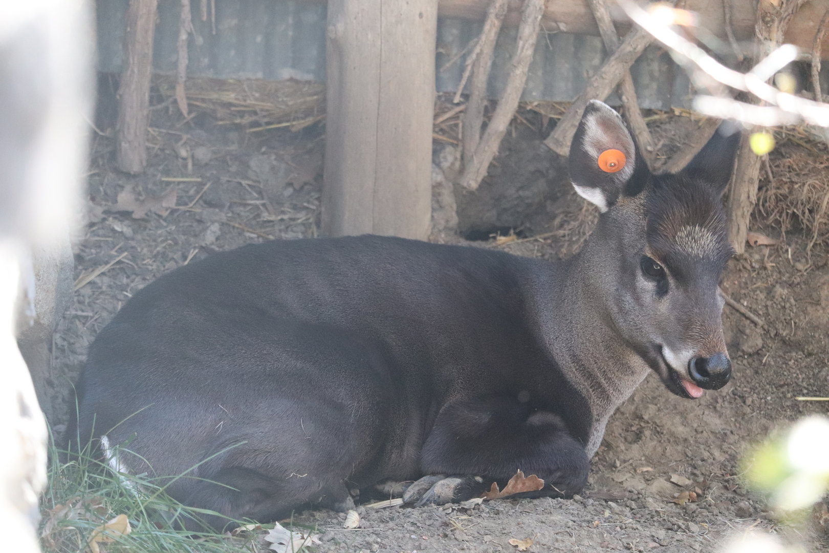 Asian Highlands - Tufted Deer