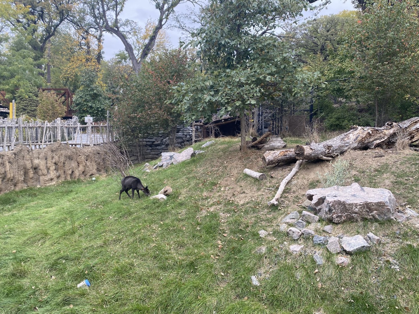 Asian Highlands - Western Tufted Deer Exhibit