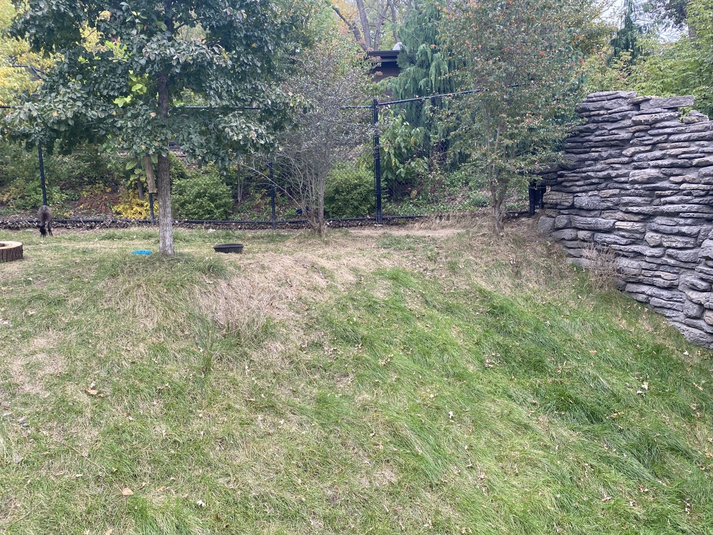 Asian Highlands - Western Tufted Deer Exhibit
