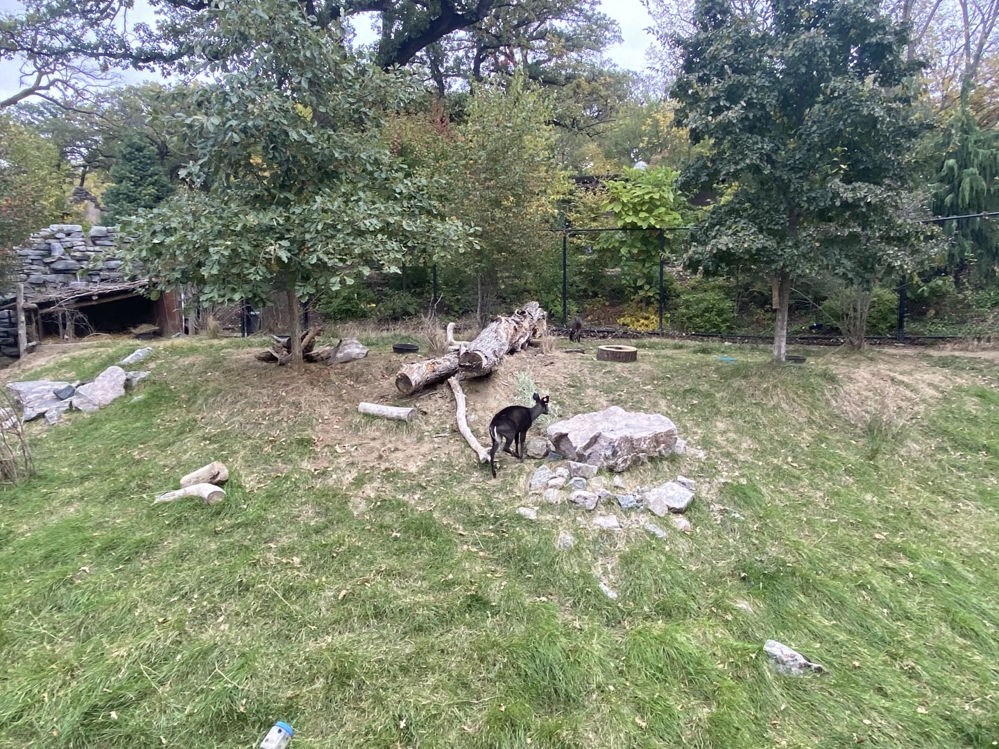 Asian Highlands - Western Tufted Deer Exhibit