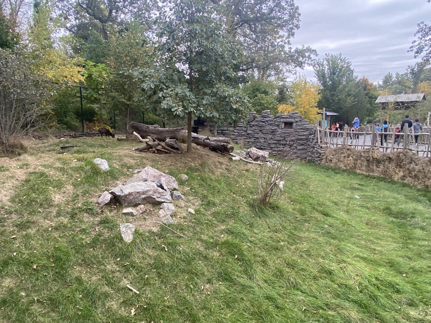 Asian Highlands - Western Tufted Deer Exhibit