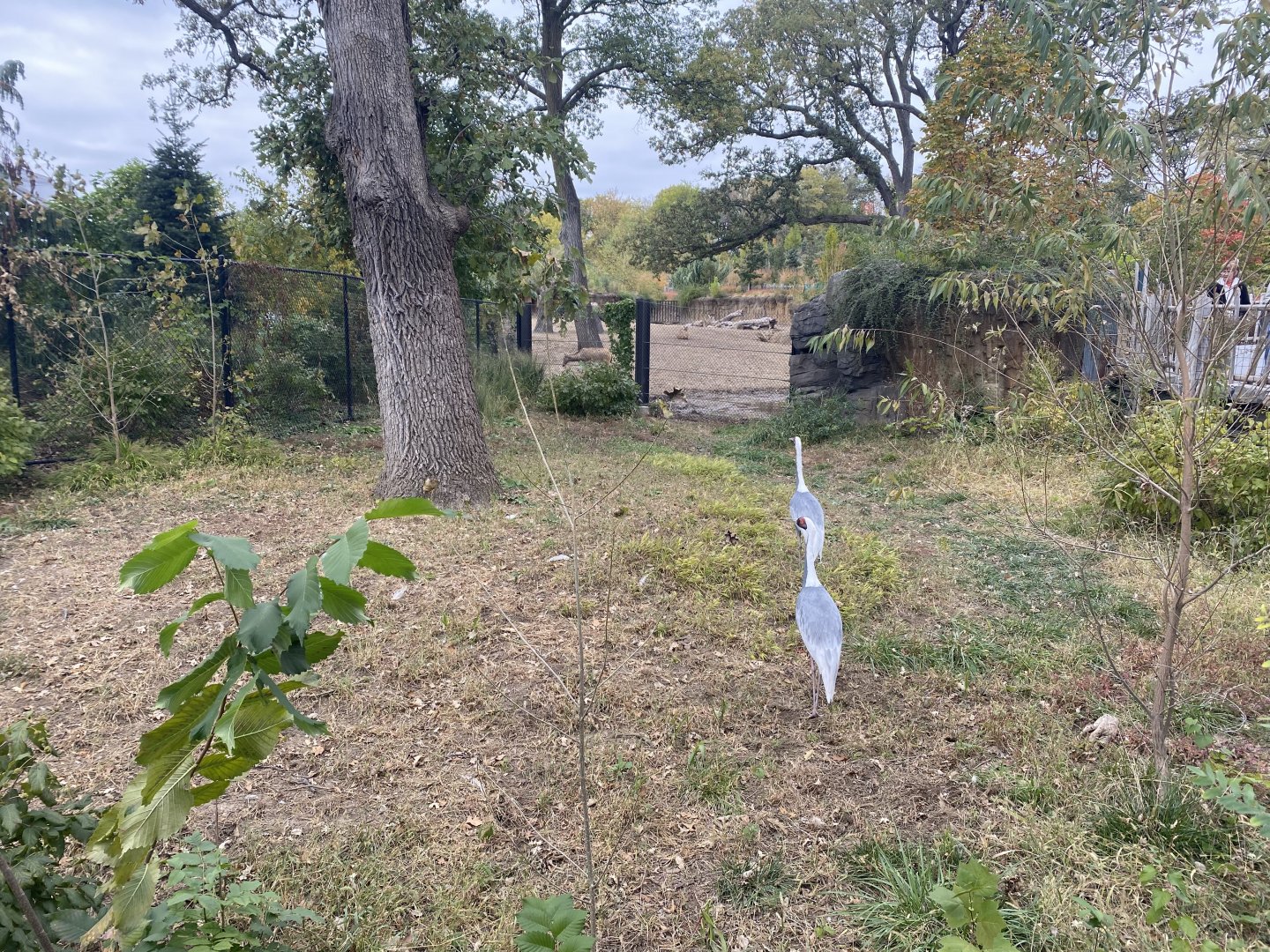 Asian Highlands - White-Naped Crane Exhibit