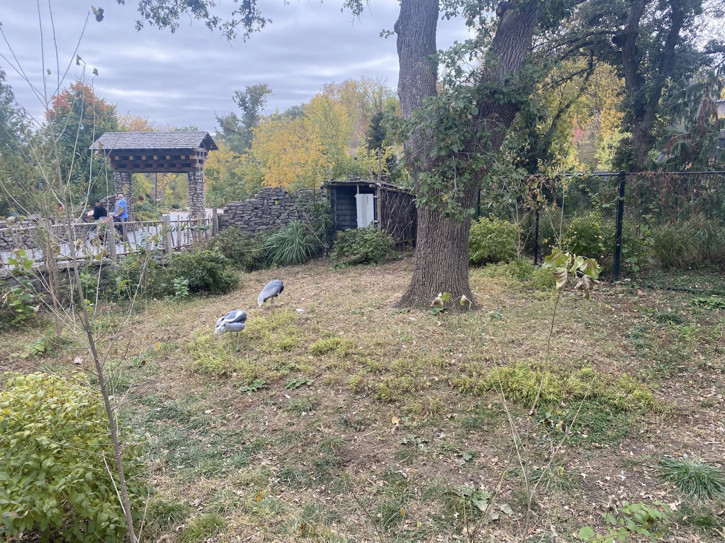 Asian Highlands - White-Naped Crane Exhibit
