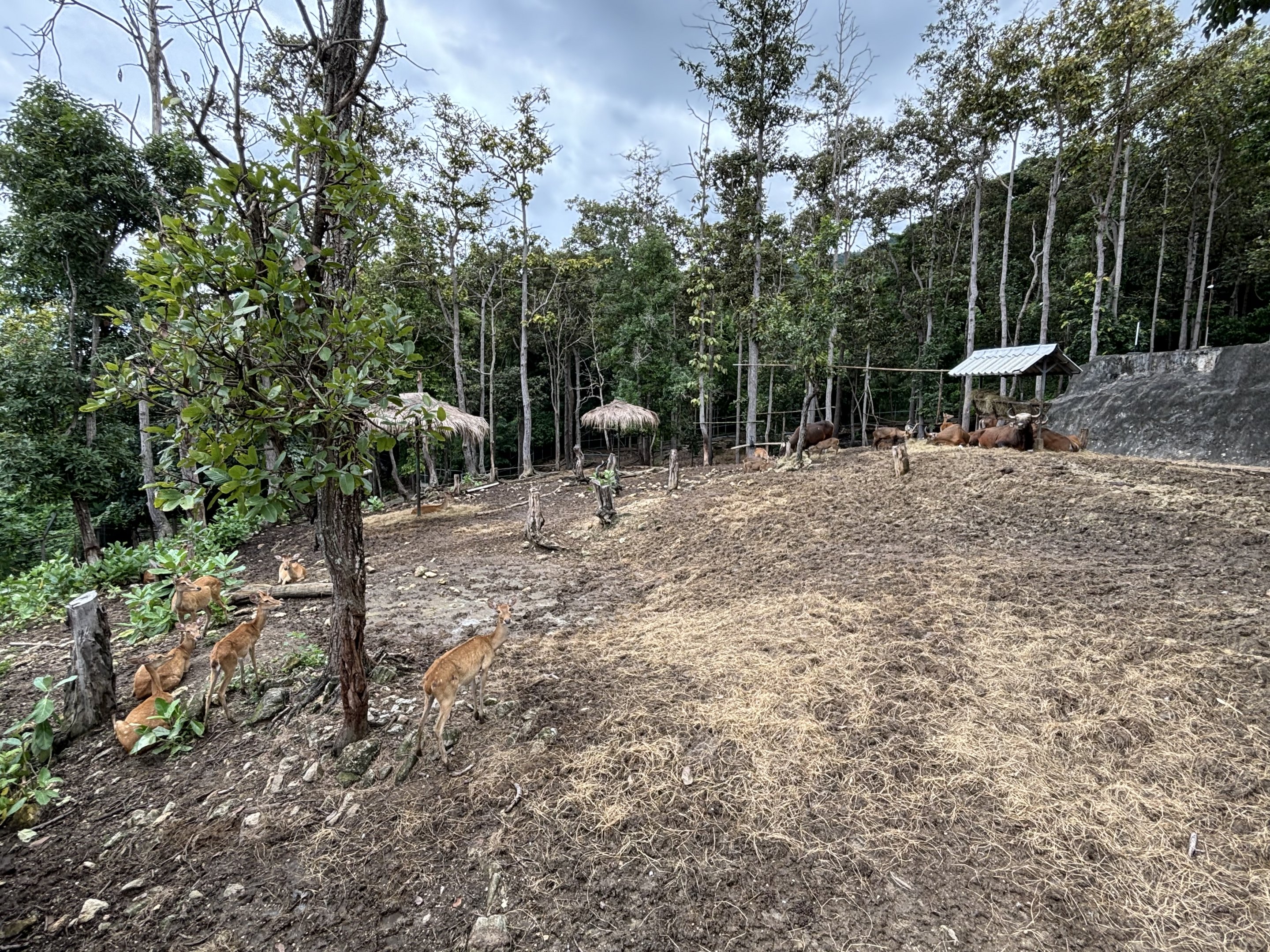 Asian Hoofstock Exhibit #2