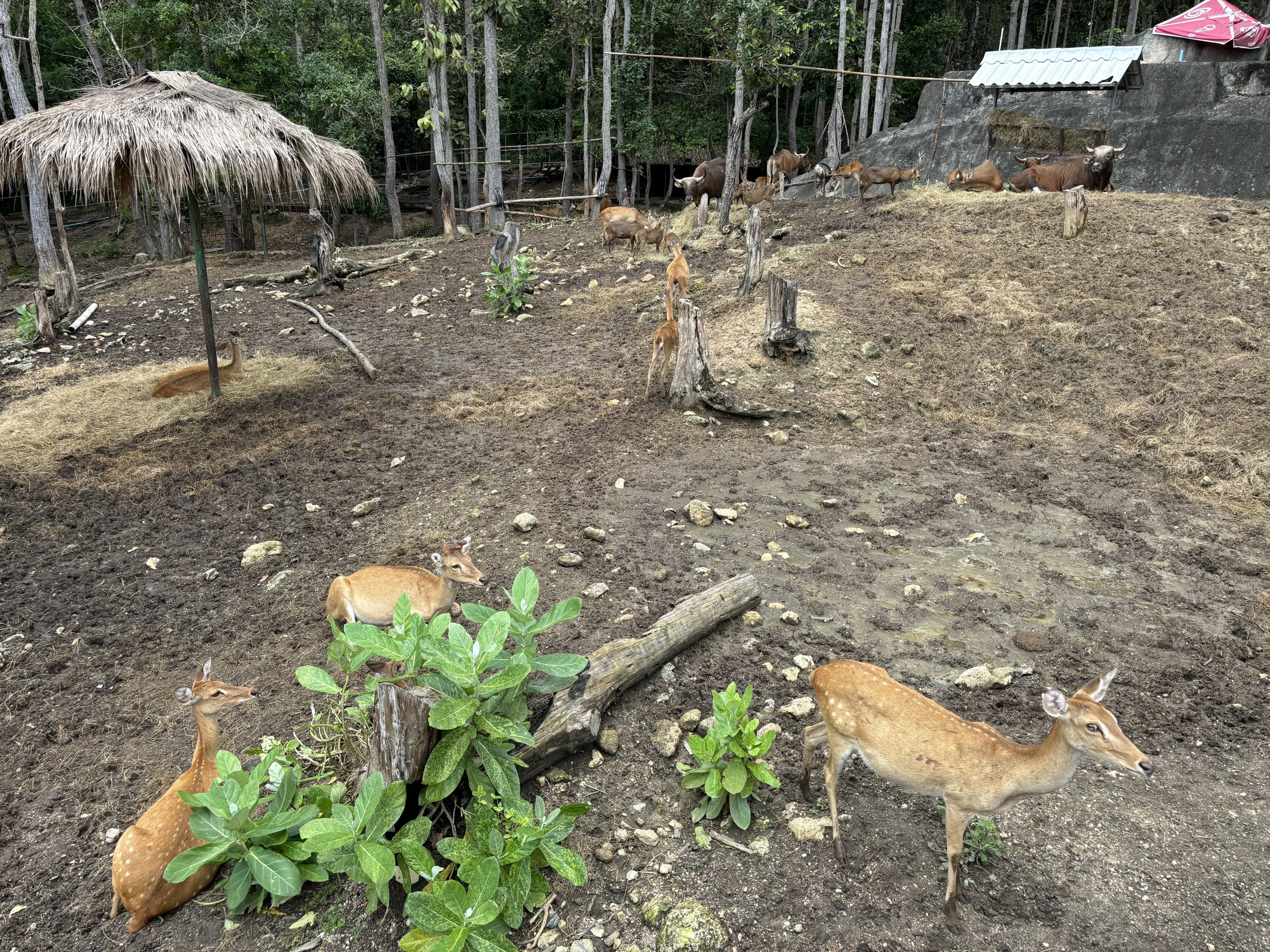 Asian Hoofstock Exhibit #2