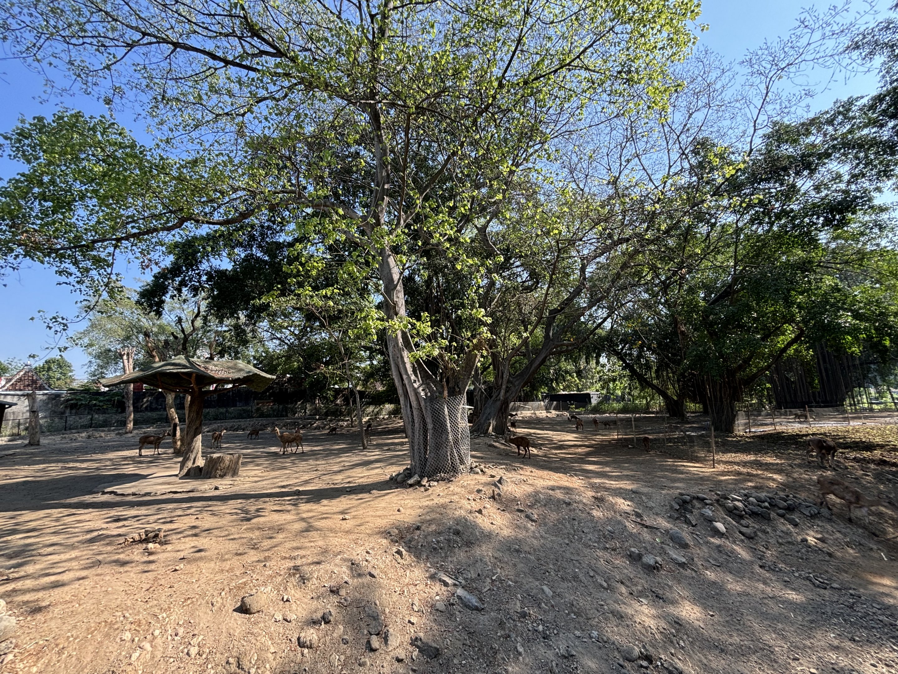 Asian Hoofstock Exhibit (7 species) - Solo Safari