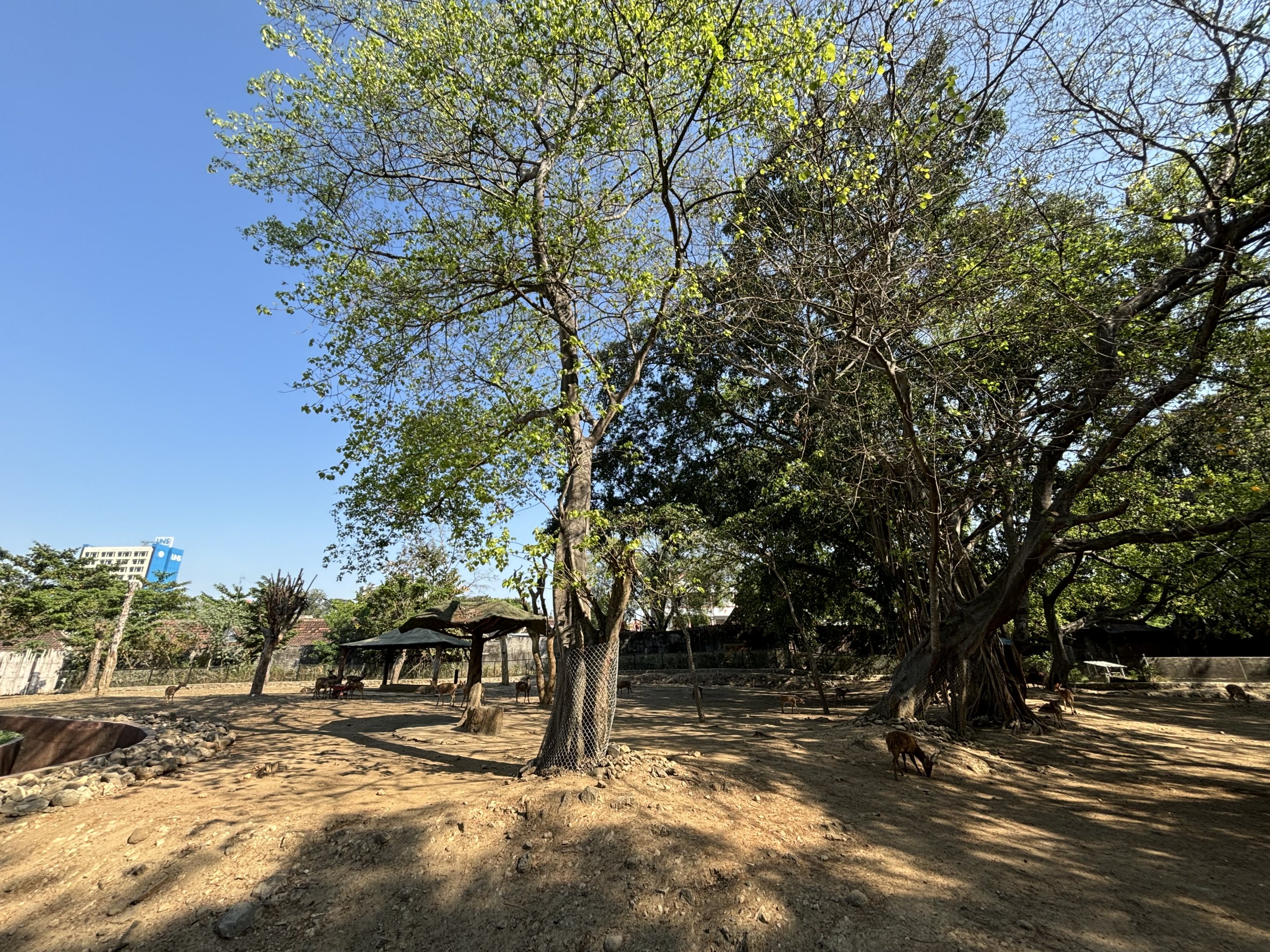 Asian Hoofstock Exhibit (7 species) - Solo Safari