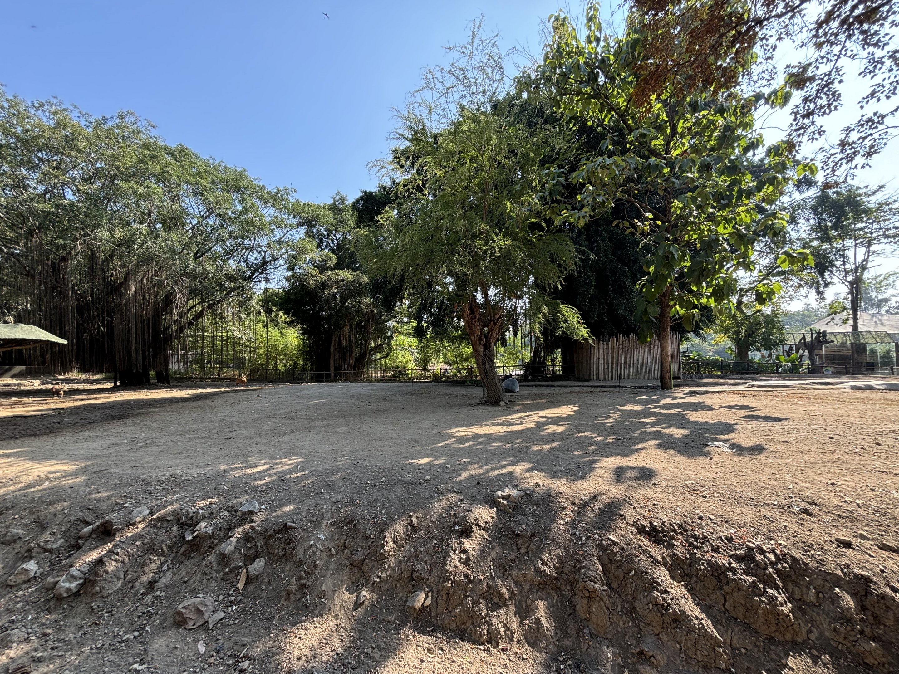 Asian Hoofstock Exhibit (7 species) - Solo Safari